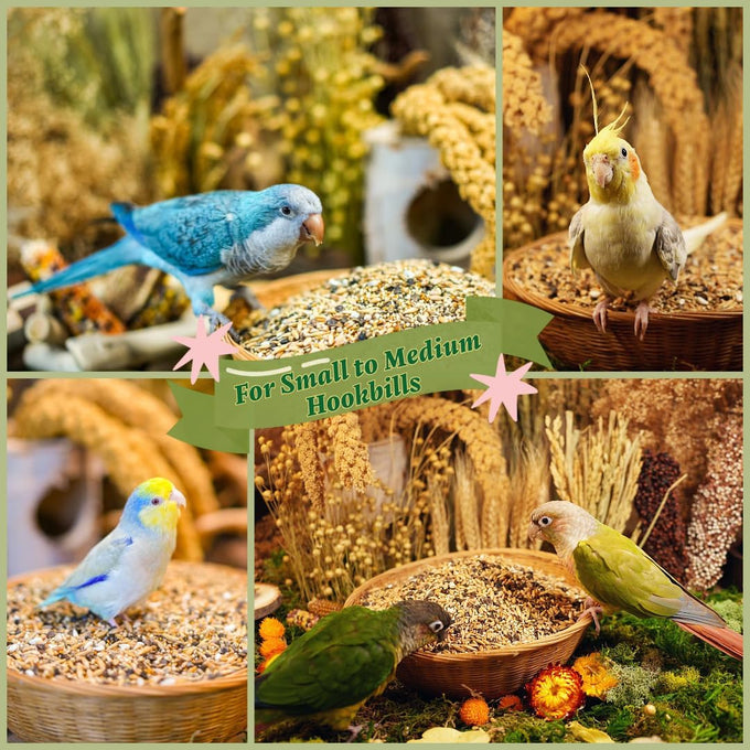 Cockatiel, Conure, Lovebird, Quaker, Parrotlet Food | No Corn, Soy, Peanuts | Gourmet Whole Grains & Seeds | 1 lb Daily Blend