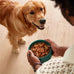 jinx-salmon-wet-dog-food-topper-made-with-real-salmon-chicken-and-bone-broth-for-adults-seniors-puppy