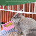 pawfly hanging feeder for small pets, 6 plastic keepers for cages and coop cups