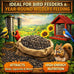 Office Roast Premium Black Sunflower Seeds 2 LB Bulk Pack for Backyard Bird Feeders High-Energy Songbird Food