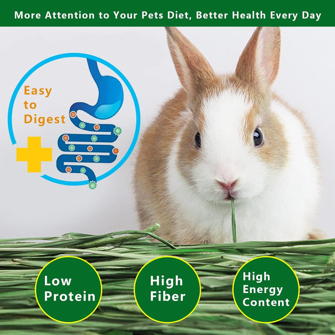 Premium Timothy Hay 2.2LBS 2 Pack Dust Free Natural Fresh Hay for Rabbits Tortoise Guinea Pig Chinchilla