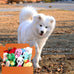 Legend Sandy Squeaky Plush Dog Toy Pack, 12 Soft Puppy Chew Toys with Squeakers for Small Medium Size Dogs