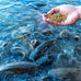 Nature's Canvas big strike 32% protein floating fish food 40 pounds bag for catfish
