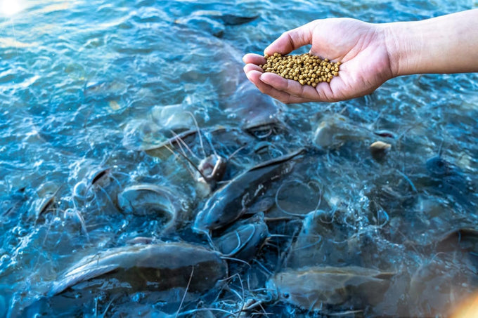 Nature's Canvas big strike 32% protein floating fish food 40 pounds bag for catfish