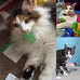 ISMARTEN pet cat toys 100 pack colorful plastic coil springs for kitten pets random color