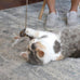 OurPets Teathered & Feathered Play Wand Cat Toy for All Breed Sizes with Real Bird Chirping Sound and Cosmic Catnip