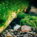 swimming-creatures-5-pcs-assorted-tropical-fish-combo-pack-with-rasboras-rainbowfish-and-more-freshwater-aquarium-fish-live