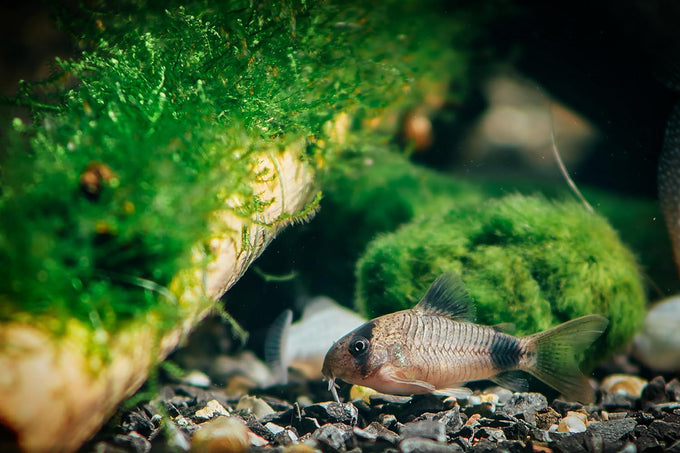 swimming-creatures-5-pcs-assorted-tropical-fish-combo-pack-with-rasboras-rainbowfish-and-more-freshwater-aquarium-fish-live
