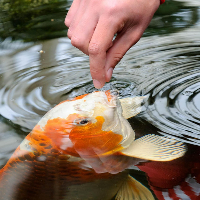 TetraPond Spring And Fall Diet 3.08 Pounds Pond Fish Food For Koi And Goldfish 7 L