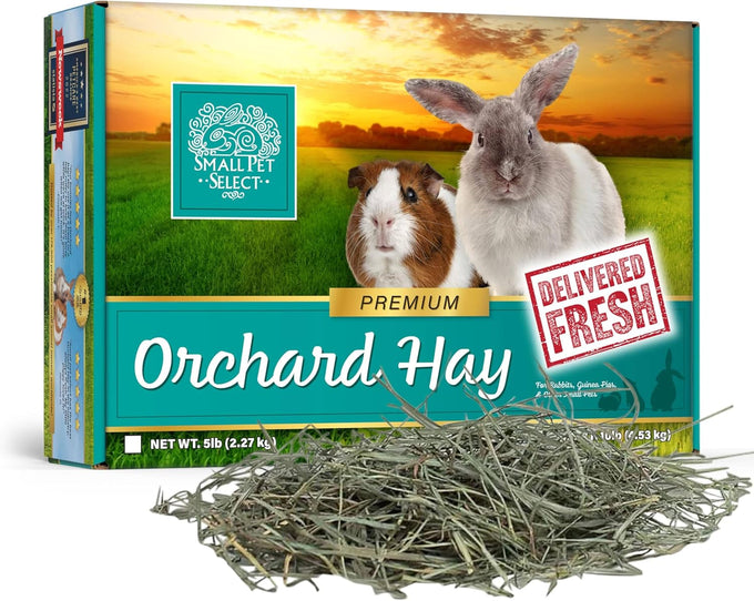 Small Pet Select premium US-grown orchard grass hay for rabbits, guinea pigs, and chinchillas, 10 LB bag