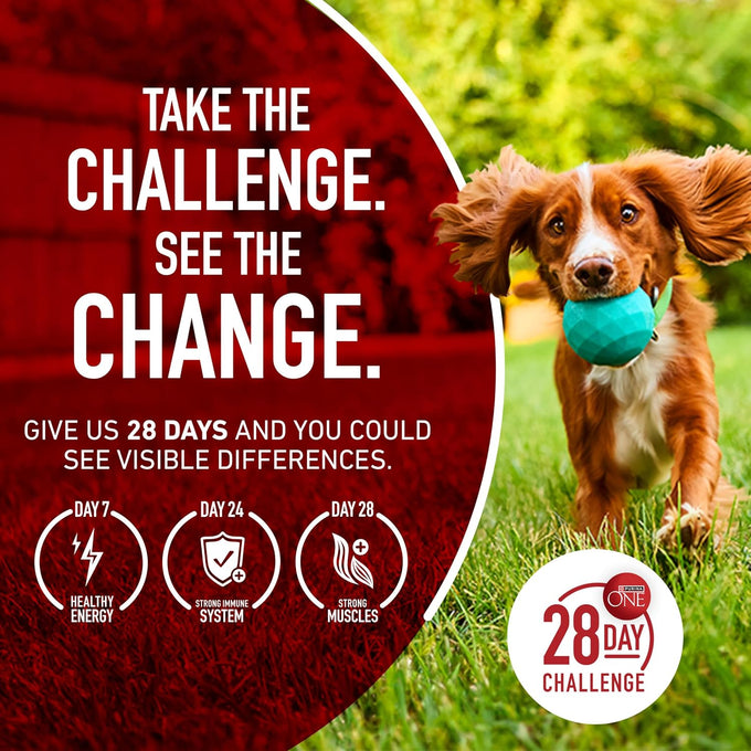 Purina One Plus Digestive Health Dry Dog Food - 31.1 Lb