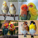 Wooden parakeet toys and accessories, 7-piece set for small conure, cockatiel, and budgie cages, 18 inches