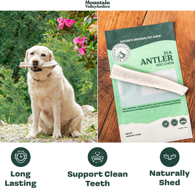 Mountain Valley elk antlers for dogs - 100% natural & organic chews, no odor, no mess, long lasting, grade A, large size