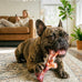 3 Pack Dog Chew Toys, Indestructible Bacon Flavor, Medium Large Dog Toys, Nylon, Realistic Branch Shapes