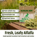 High Desert Alfalfa Hay, Protein Rich, Natural Rabbit Food and Guinea Pig Hay, 1 Lb Box, Soft Leaf for Young Growing Animals