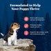 Blue Buffalo Wilderness High-Protein Natural Puppy Food Salmon Recipe 4.5-lb Bag