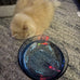 Glowing Waterproof Cat Water Toy with Adjustable Speed and Realistic Motion for Bathtub or Aquarium
