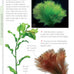 companionhouse-books-aquarium-plants-essential-guide-paperback-2004