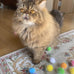20-pcs cat toys extra-large 1.5inch glitter balls, plush, soft, assorted colors