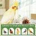 natural bird toys rattan foraging box parrot cockatiel lovebird parakeet budgie medium size non-toxic material