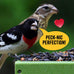 Cool Birds 10 lb Classic Blend Bird Seed with Black Oil Sunflower, White Millet, Safflower, Peanuts & Sunflower Hearts