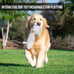 hyper-pet-doggie-tail-interactive-plush-automatic-dog-toy-for-all-dog-breeds