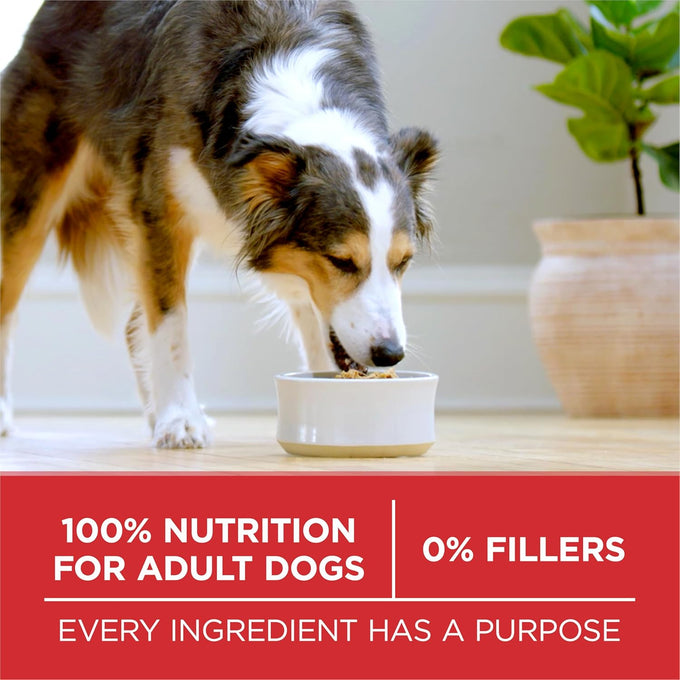 Purina ONE Dry Dog Food - Lamb & Rice Formula, 16.5 lb