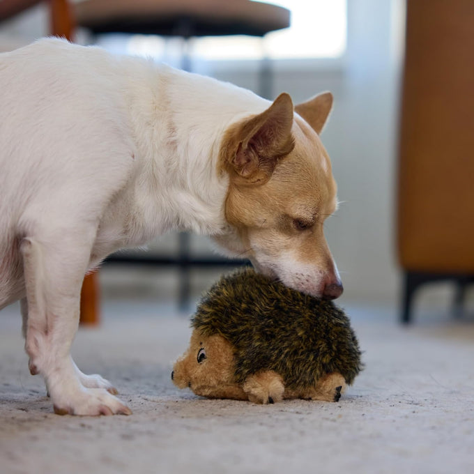 Outward Hound Hedgehogz Soft Plush Hedgehog Squeaks Dog Toy 6" x 4" x 4.5" available in multiple sizes