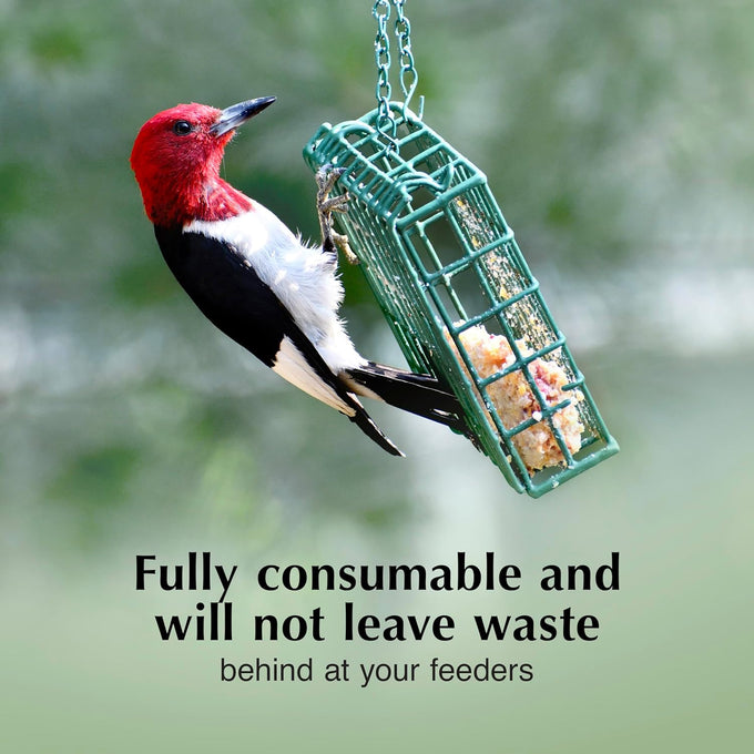 C&S high energy delight no melt suet dough pack of 8 for woodpeckers nuthatches chickadees.