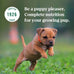 Nutro Puppy Grain Free Wet Dog Food, Tender Beef, Pea & Carrot