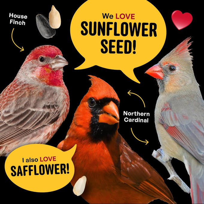 Cool Birds Cardinal & Crew 10 lb Black Oil Sunflower Blend for Cardinals, Grosbeaks & Chickadees Bird Food