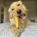 Nylabone Power Chew Toy Bundle for Large Dogs, up to 50 lbs, 3 Pack, Flavor Medley