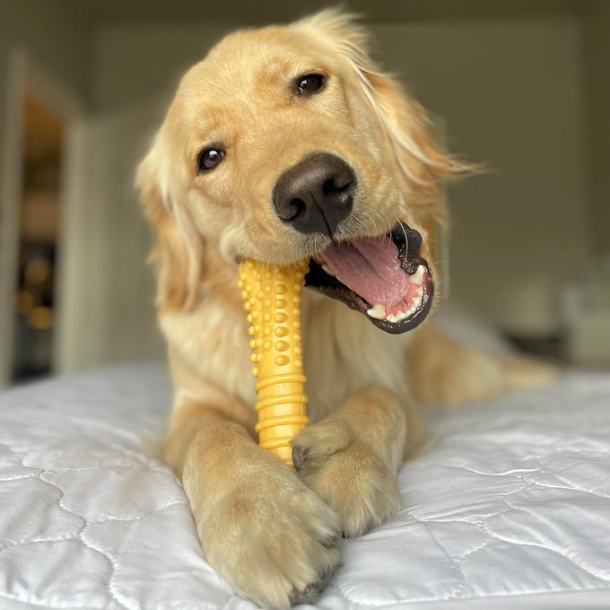 Nylabone Power Chew Toy Bundle for Large Dogs, up to 50 lbs, 3 Pack, Flavor Medley