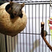 Hypeety coconut shell bird breeding nest toy with ladder and swing for parrot, parakeet, finch, hamster and lovebird