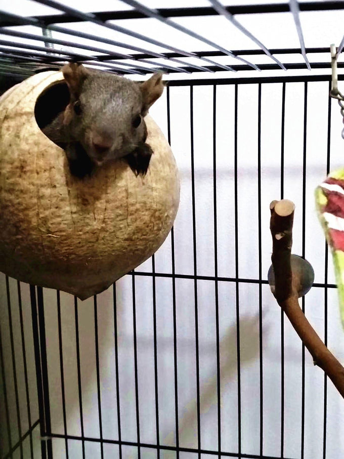 Hypeety coconut shell bird breeding nest toy with ladder and swing for parrot, parakeet, finch, hamster and lovebird