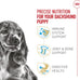Royal Canin Dachshund Puppy Dry Dog Food, 2.5 lb Bag