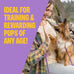 Wellness Soft Puppy Bites Dog Training Treats, Lamb and Salmon, Grain Free, 8 oz Bag