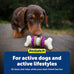 PetSafe Busy Buddy Bristle Bone Dog Chew Toy, Purple, Medium for Hard Chewers, Durable, Interactive, Teeth Cleaning