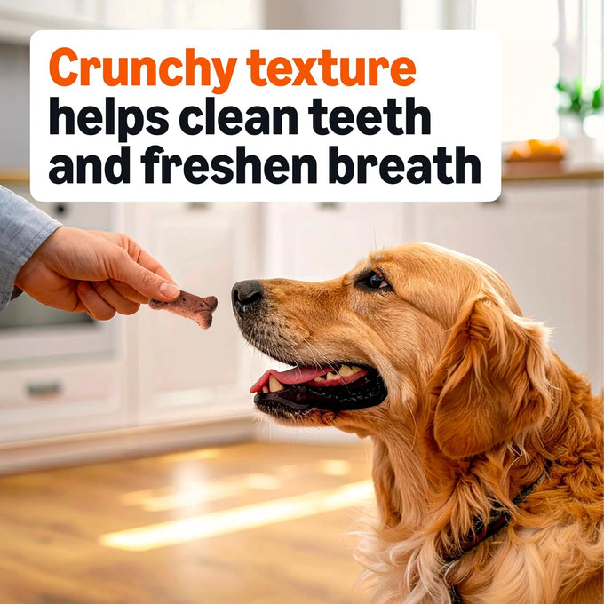 Amazon Basics Crunchy Dog Biscuits Gravy Basted Flavor 5 lb. Box for All Sizes