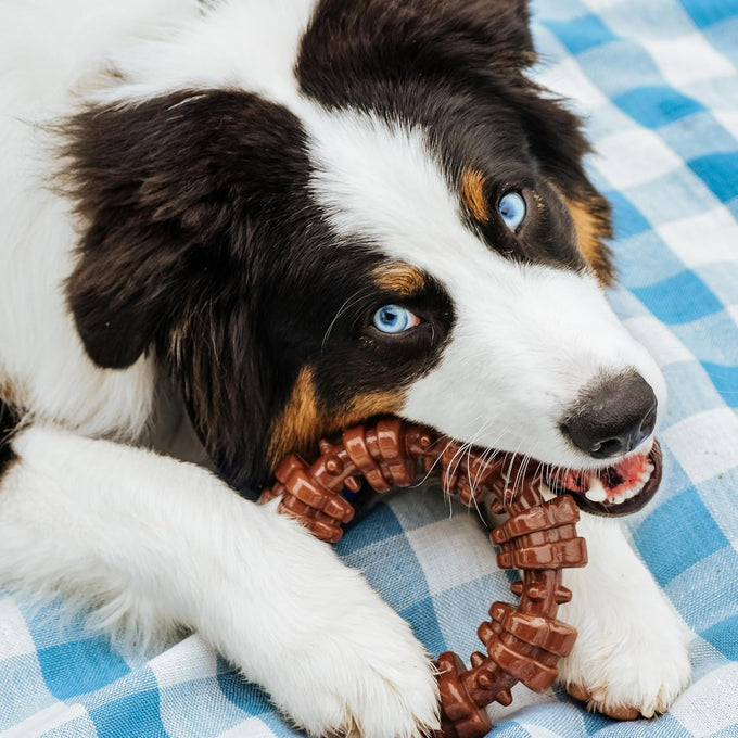 Nylabone Power Chew Toy Bundle for Large Dogs, up to 50 lbs, 3 Pack, Flavor Medley