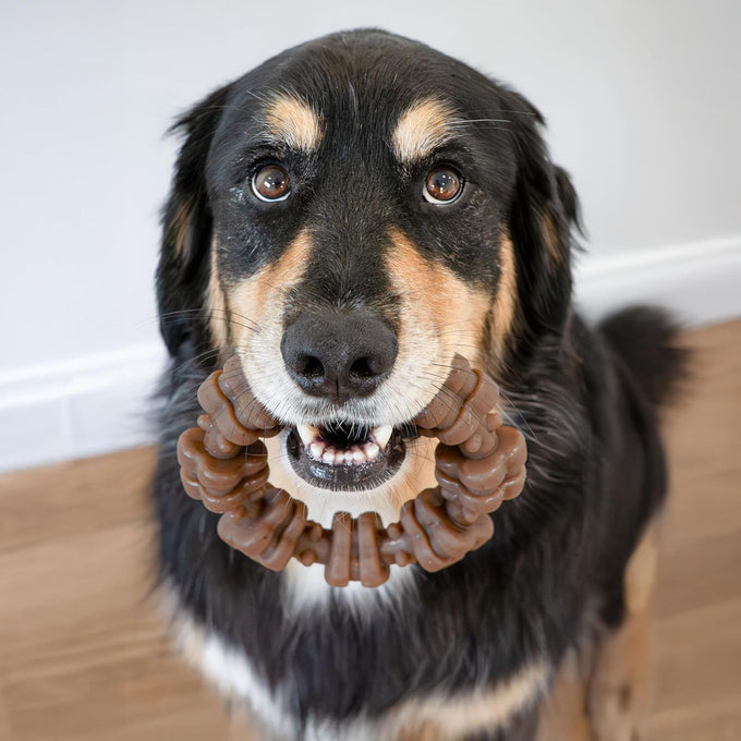 Nylabone strong chew textured ring dog toy, real beef and chicken, durable for aggressive chewers, x-large breeds over 50 lbs