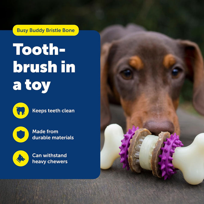 PetSafe Busy Buddy Bristle Bone Dog Chew Toy, Purple, Medium for Hard Chewers, Durable, Interactive, Teeth Cleaning