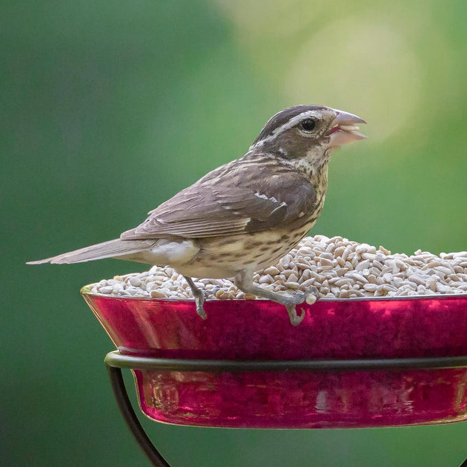 Audubon Park 100% Sunflower Kernels Wild Bird Seed, 15-lb Bag for Outside Feeders