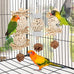 Wontee natural sola ball parrot foraging hanging toys, safe for cockatiels, conures, parakeets, budgies, senegal, 3 pack