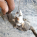 OurPets Teathered & Feathered Play Wand Cat Toy for All Breed Sizes with Real Bird Chirping Sound and Cosmic Catnip