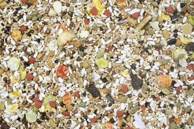 Higgins 2-pack Safflower Gold food for conures, cockatiels, lovebirds, parrotlets, 3 pounds each, made in the USA
