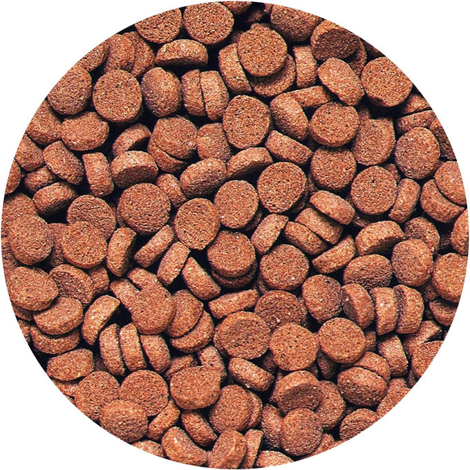 Hikari Sinking Carnivore Pellets for Pets, 2.61-Ounce, Premium Protein Fish Food for Daily Diet