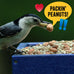 Cool Birds Safflower sunflower hearts peanuts 10 lb wild bird seed no corn milo millet outside feeders gourmet bird food