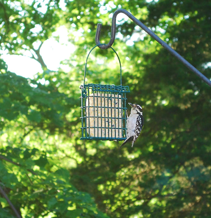 Wildlife Sciences Suet Plus 6 Pack Variety Feeder for Outdoor Wildlife, Waterproof, Durable Plastic