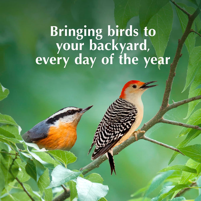 C&S high energy delight no melt suet dough pack of 8 for woodpeckers nuthatches chickadees.